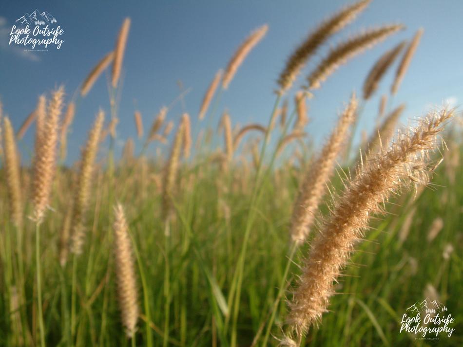 Buffel grass, near Springsure, Queensland, Australia