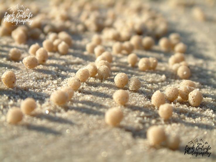Soldier crab sand balls, Queensland, Australia