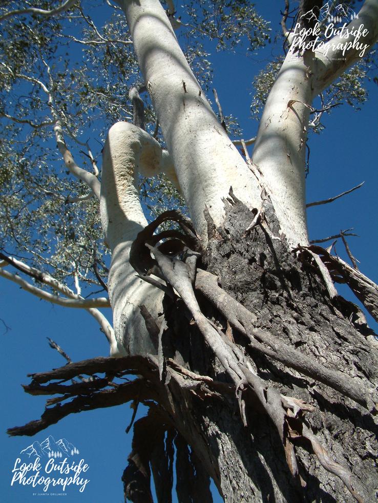 Eucalyptus, gum tree, Queensland, Australia